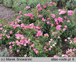 Rosa hort. Intropi
