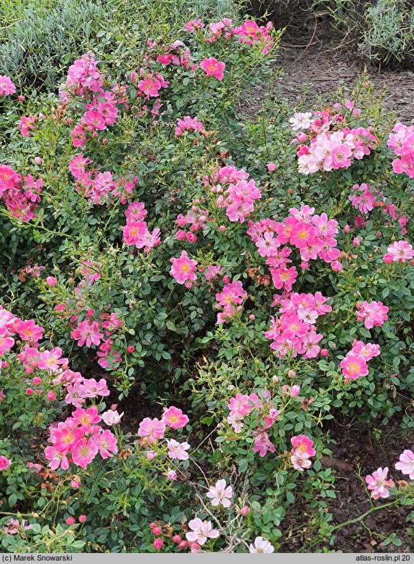 Rosa hort. Intropi