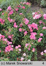 Rosa hort. Intropi