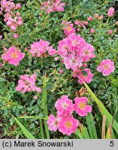 Rosa hort. Intropi