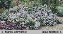 Clematis ×jouiniana Praecox