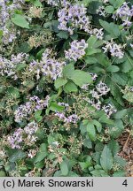 Clematis ×jouiniana Praecox