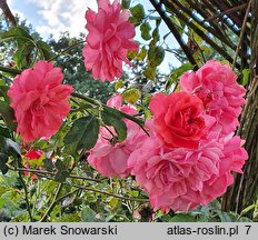 Rosa hort. Rosarium Uetersen