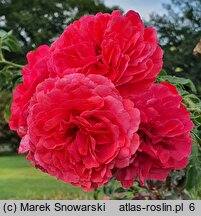 Rosa hort. Rosarium Uetersen