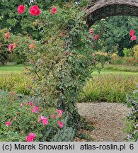 Rosa hort. Rosarium Uetersen