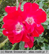 Rosa hort. Dortmund
