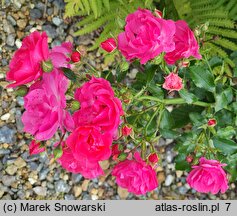 Rosa hort. Heidetraum