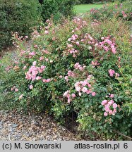 Rosa hort. Pink Sprite