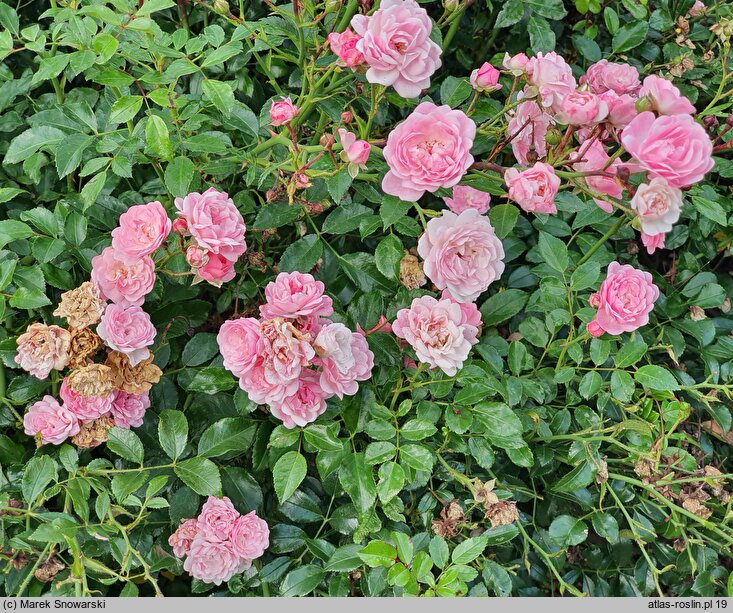 Rosa hort. Pink Sprite