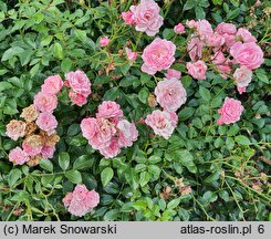 Rosa hort. Pink Sprite