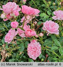 Rosa hort. Pink Sprite