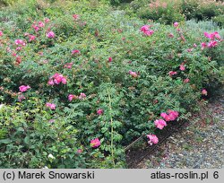 Rosa MEIbonrib