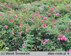 Rosa MEIbonrib