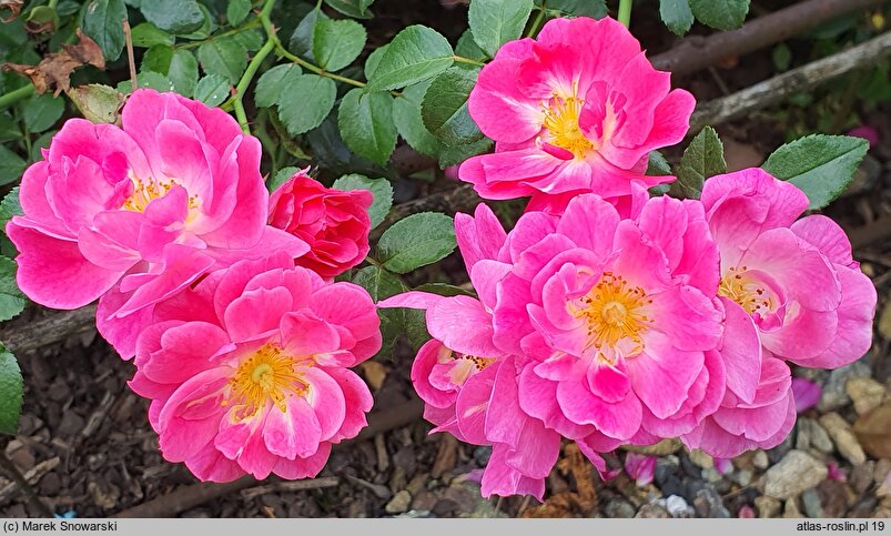 Rosa hort. MEIbonrib