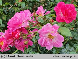 Rosa hort. MEIbonrib