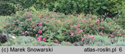 Rosa hort. MEIbonrib