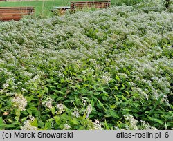 Aster divaricatus (aster rozkrzewiony)