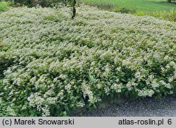 Aster divaricatus (aster rozkrzewiony)