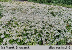 Aster divaricatus (aster rozkrzewiony)