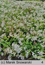 Aster divaricatus (aster rozkrzewiony)