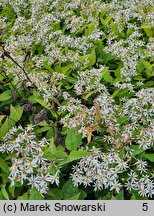 Aster divaricatus (aster rozkrzewiony)