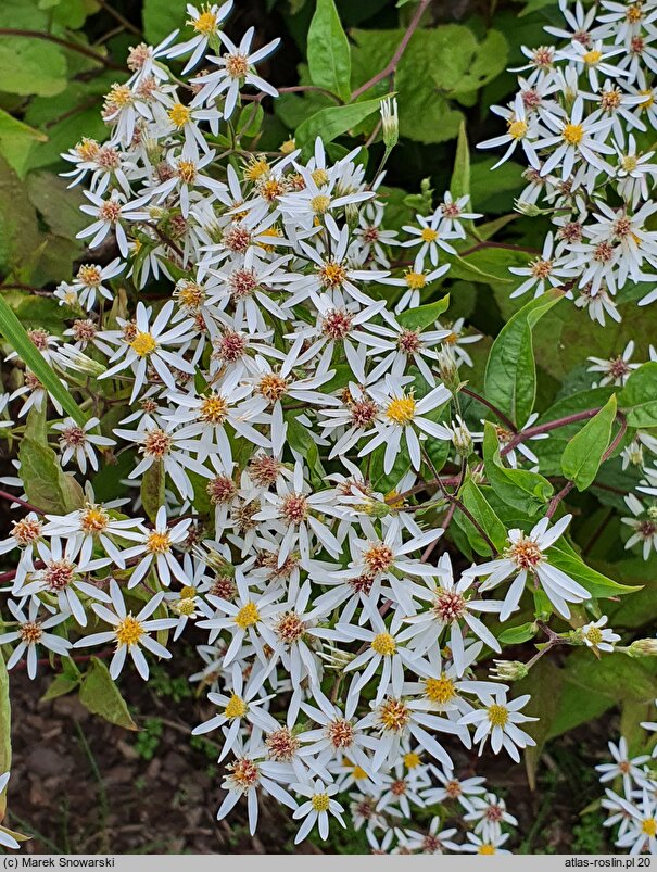 Aster divaricatus (aster rozkrzewiony)