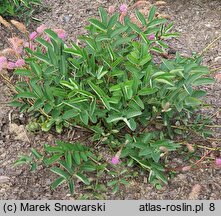 Sanguisorba obtusa Nana