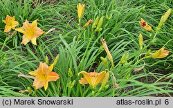 Hemerocallis EDL-Punch Yellow