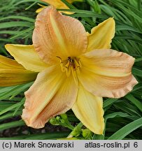 Hemerocallis EDL-Punch Yellow