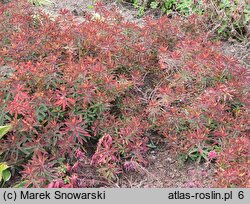 Euphorbia epithymoides Bonfire