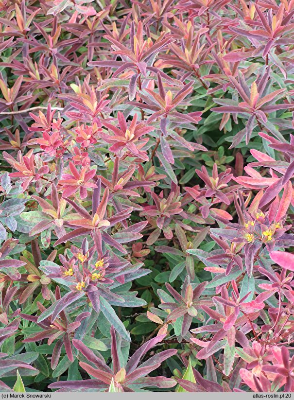 Euphorbia epithymoides Bonfire