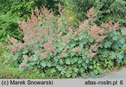 Macleaya cordata (bokkonia sercowata)