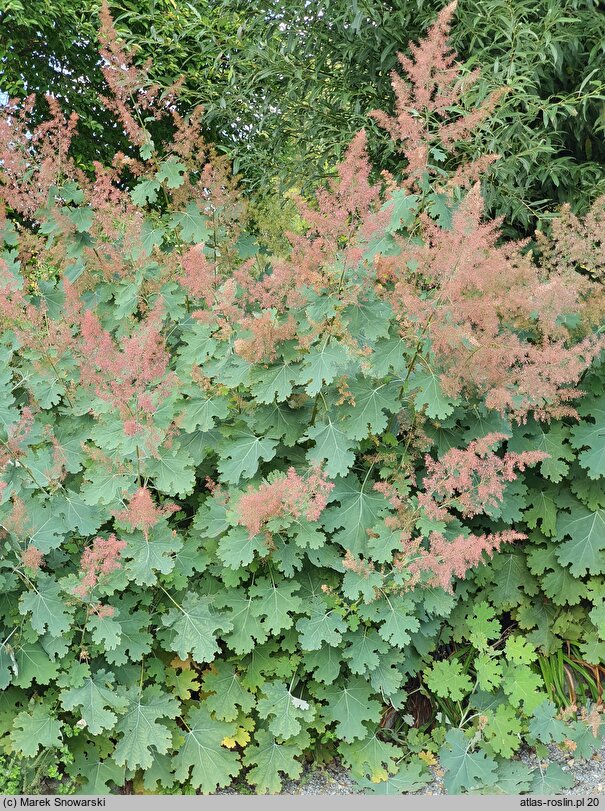 Macleaya cordata (bokkonia sercowata)