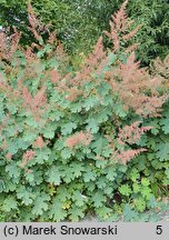 Macleaya cordata (bokkonia sercowata)