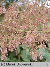 Macleaya cordata (bokkonia sercowata)