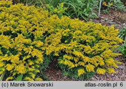 Solidago Laurin