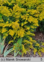 Solidago Laurin