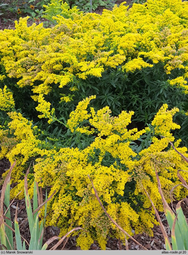 Solidago Laurin