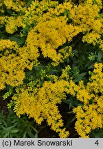 Solidago Laurin