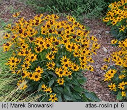 Rudbeckia fulgida Little Goldstar