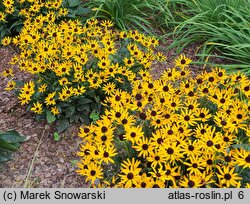 Rudbeckia fulgida Little Goldstar