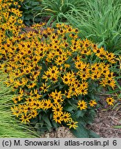 Rudbeckia fulgida Little Goldstar