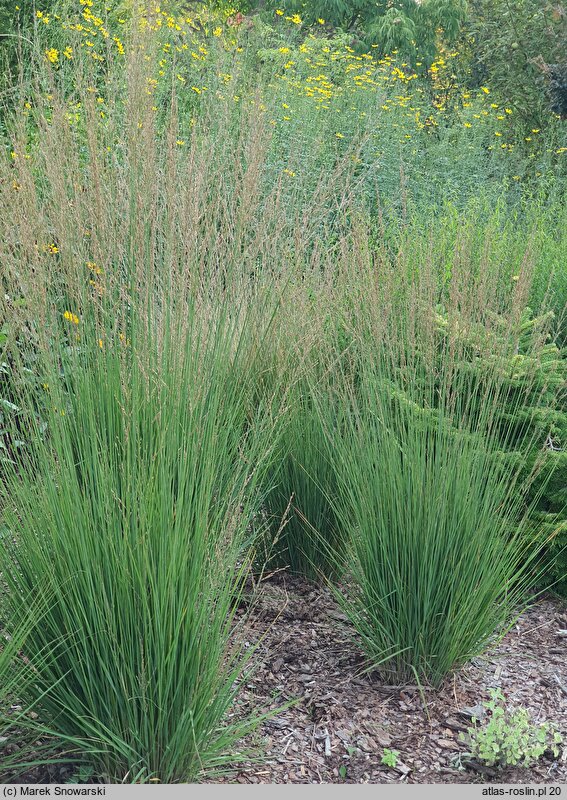 Molinia caerulea s.str. JS Aha-Erlebnis
