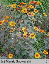 Heliopsis scabra Bleeding Heart