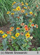 Heliopsis scabra Bleeding Heart