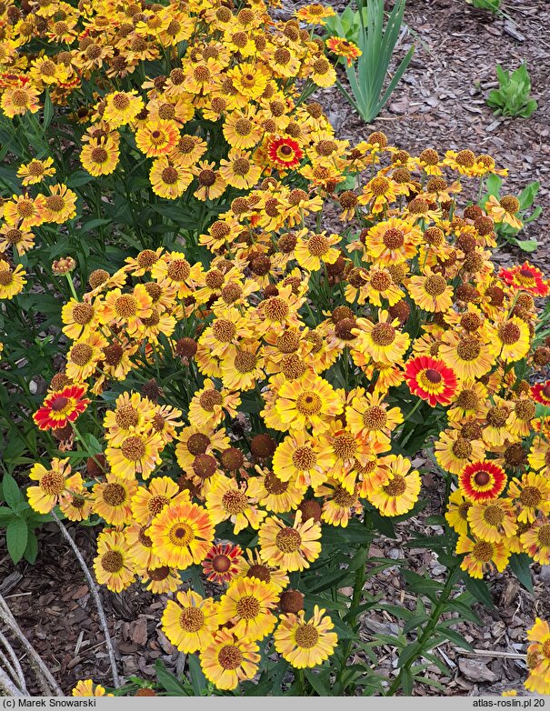 Helenium autumnale Fuego