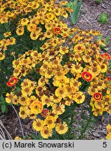 Helenium autumnale Fuego