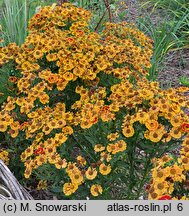 Helenium autumnale Fuego