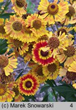 Helenium autumnale Fuego