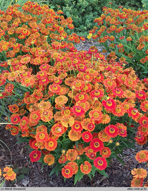 Helenium autumnale Bandera